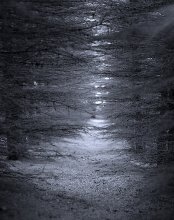 Forest / ********