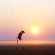 Morning-II / ***
