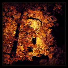 Fiery Baum / ***