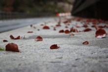 Herbststimmung / ------------------------->