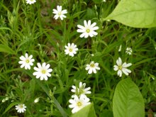 Frühling im Wald / ***
