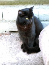 Black Cat / ***
