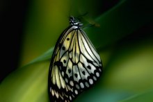 Schmetterling / ***