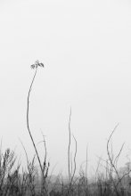 das Streben / ..........