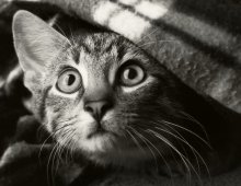 Mein Angebot und Gentle Tiger ... / ***