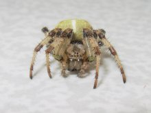 Spinne / ***