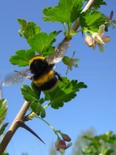 Hummel / ***