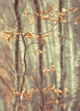 Herbst wob Spitze .. / .............