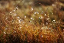 Herbst Feld / .............
