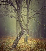 Herbst tanzen ... / .......