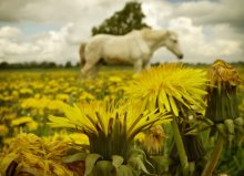 May Meeting in Dandelions / May Meeting in Dandelions