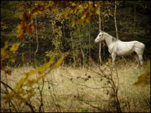 October Pferd / October Pferd