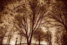 Baum traurig reflektiert / ***