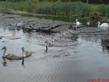 Gänse oder Schwäne, Gänse)))) / ------------------------------------