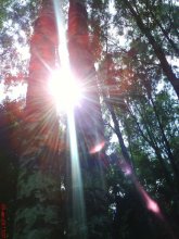 Sonne / ***