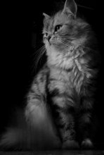 Cat / ***