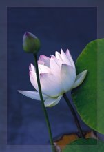 Aus einer Serie von Lotusblumen / ***