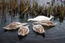 Swans / ***
