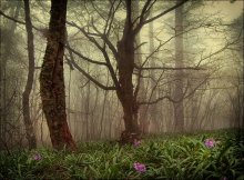 Aber für die Nebel Frühling ... / *******