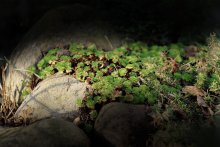 Hartgesottenen Leben / .....
