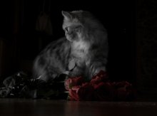 Ohne Titel / ***