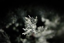 Frozen ... / .......