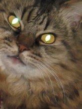 Eyes / ***