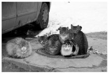 Oppositioneller / ***