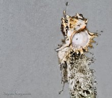 Shell und Wasser / ***