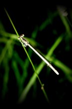 Dragonfly / ***