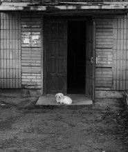 Hund / ..................