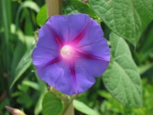 Floret / ***