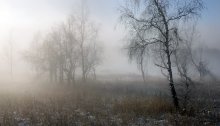 Krim-Birke / ***
