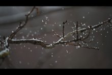 Tanz der Schneeflocken / .............