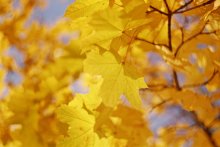 Und irgendwo jetzt, im Herbst ... / ***