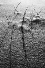 lines / ***