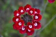 Interessante Blume / ***