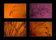 Color Dreams / ***