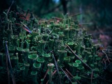 Forest Geheimnisse Dezember / ***