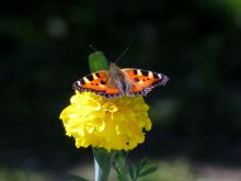 Oh, Butterfly! / ***