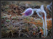 Die Geburt des neuen Lebens / ***