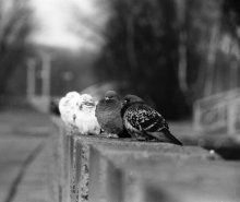 gestillt / ***