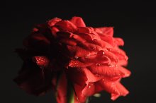 Home Rose / ***