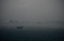 bis-Jahres-Stier. / ..................