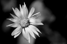 Blume / ***