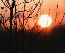 Die Sonne auf dem Zweig / ***