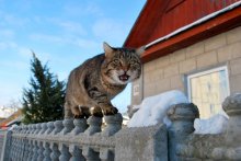 Tiger laufen / .........