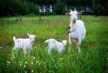 Hier ist eine kleine Familie hier! / .........