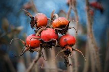 Herbst / ***