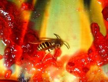 Bienen / ***